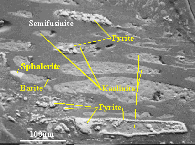 SEM image of sphalerite, barite, pyrite and kaolinite in semifusinite in the Pittsburgh coal.  The scale bar is 100 microns long.