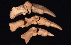 Jefferson Ground Sloth claws