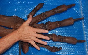 Jefferson Ground Sloth hand with human hand