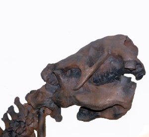 Jefferson Ground Sloth skull