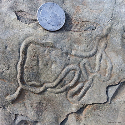  trace fossil
