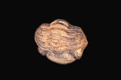 trilobite, Eldredgeops rana