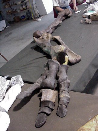 Laboratory preparation of the left arm of the Edmontosaurus skeleton