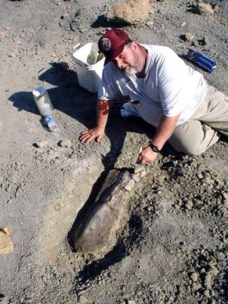 WVGES museum curator working on Edmontosaurus recovery