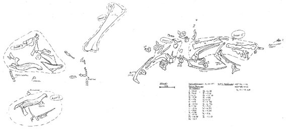 Map showing the location of each Edmontosaurus bone