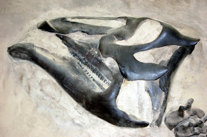 Edmontosaurus skull close-up