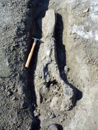 Left tibia of Edmontosaurus