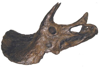 Triceratops, skull (right side)