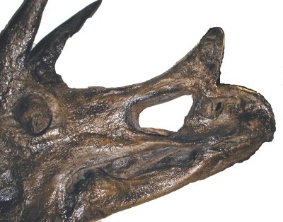 Triceratops, skull (right side close-up)