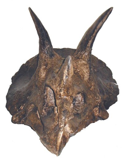 Triceratops, skull (front)