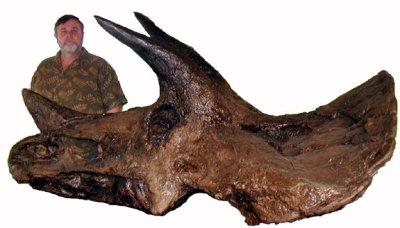Triceratops, skull (left side with museum curator in background)