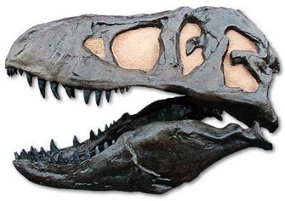 tyrannosaurus, skull (left)