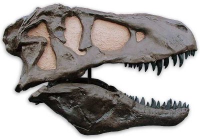 tyrannosaurus, skull (right)