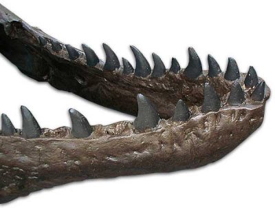 tyrannosaurus, teeth (close-up)