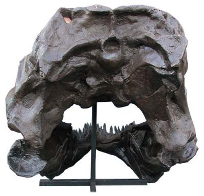 tyrannosaurus, skull (back)