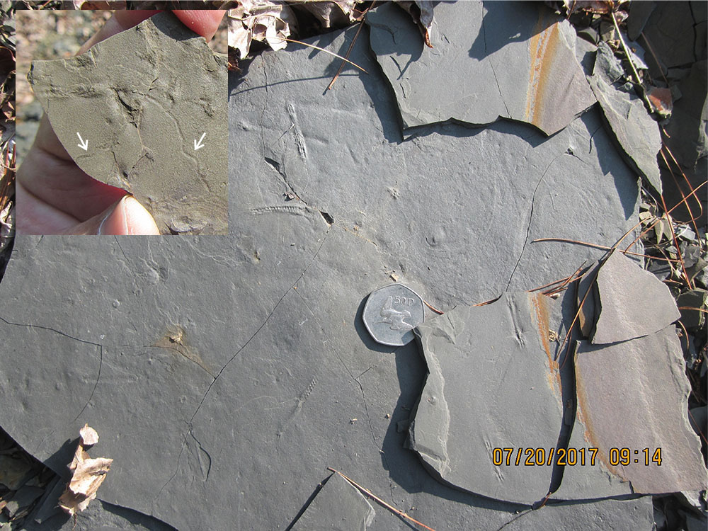 Brallier trace fossils