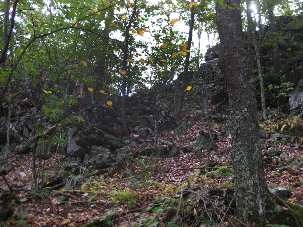 Tuscarora on east limb of Brown's Mtn. Anticline - crest of Michael Mountain