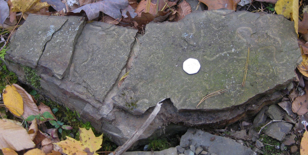 Trace fossils in basal Price northwest of Cloverlick, WV