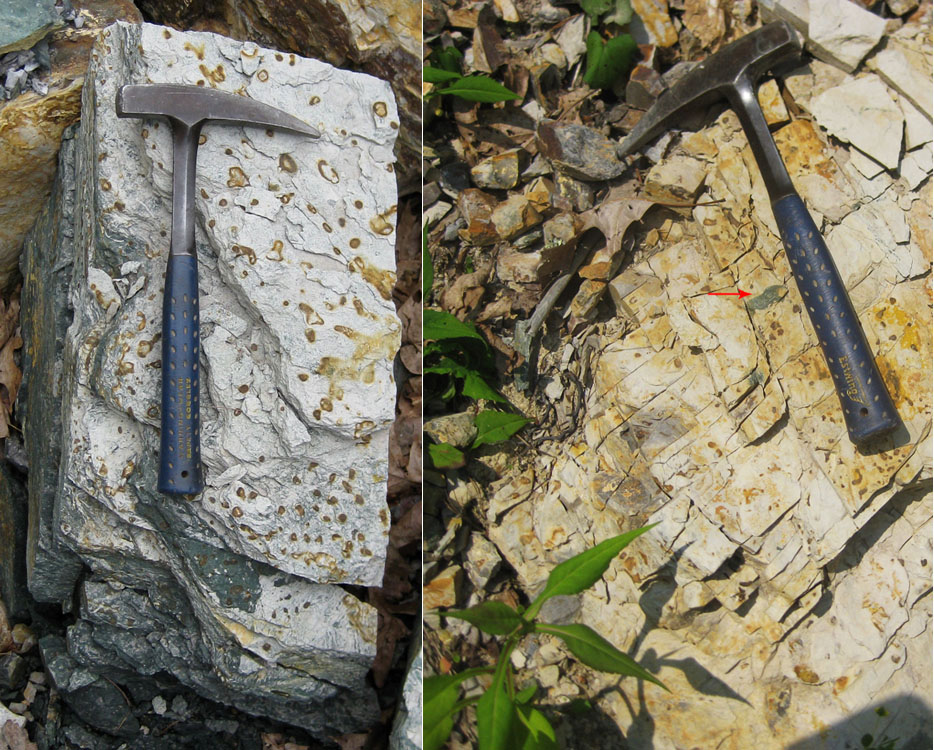 Float block from Huntersville interval with silicified burrows; float block from Huntersville with Bobs Ridge clast and jointing