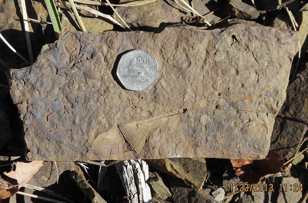 Marine fossils in the Devonian Foreknobs Formation along WV 39, southeast of Marlinton, WV