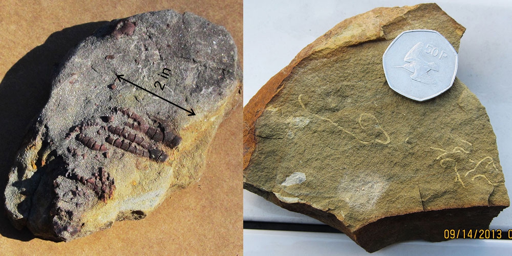 Marine fossil and trace fossils from the Mississippian Price Formation, Marlinton, WV