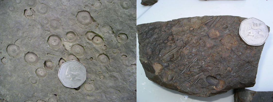 Examples of fossils in the Devonian Foreknobs Formation