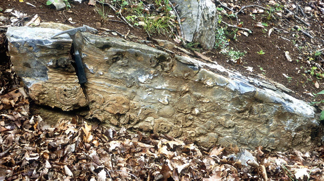 Stromatolite storm layer in the Silurian Tonoloway