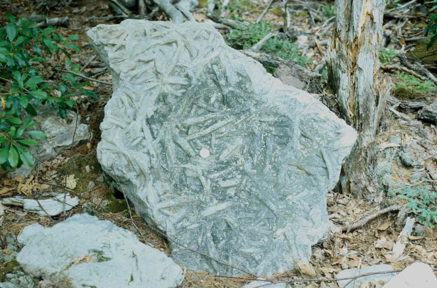 Trace Fossils, Tuscarora Sandstone