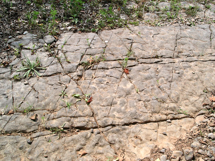 Jointing visible in a bedding surface in the lower Helderberg Group, Cave Mtn., WV
