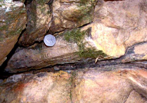 Cast Of Charcoalized Log, Hampshire Formation