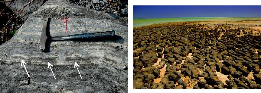 Algal stromatolites - ancient and modern