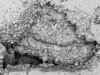 FIGURE A3-4 A. SEM photomicrograph of polymodal (60 m to 300 m crystals) 
        planar-c dolomite lining and partially filling a small vug in the Trenton 
        Limestone. Prudential 1A well, Marion County, OH, 2013.5 ft.