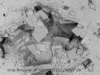 FIGURE A3-7 B. NBackscattered SEM photomicrograph of nonplanar (saddle) 
        dolomite cement filling a small vug in the Trenton Formation.