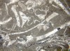 Figure 1A. Skeletal wackestone (Dunham, 1962) or a 
        packed biomicrite (Folk, 1962) from the Black River Formation, Union Furnace, 
        Huntingdon County, PA.