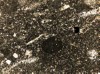 Figure 7B. Thin section photomicrograph of the same sample. Peloids comprise 75% of the limestone.