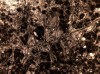 Figure 7E. Another thin section view of peloidal cement 
        in the same sample. Here peloidal cement fills the zooecia of a bryozoan 
        fragment as well as lithifies the matrix.