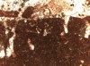 Figure 8E. Thin section photomicrograph of 
        the hardground shown in D. The clotted fabric characteristic of peloidal 
        cements is evident in both photomicrographs.