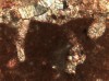 Figure 8F. Thin section photomicrograph of the hardground shown in D. The clotted fabric characteristic of peloidal 
        cements is evident in both photomicrographs.