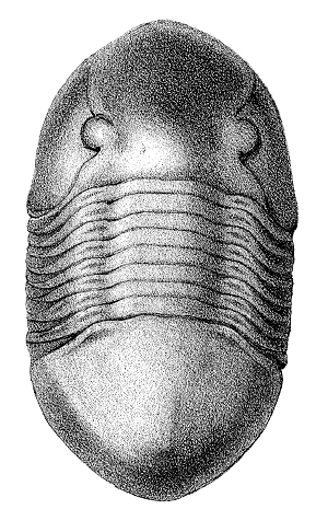 trilobite - Isotelus gigas